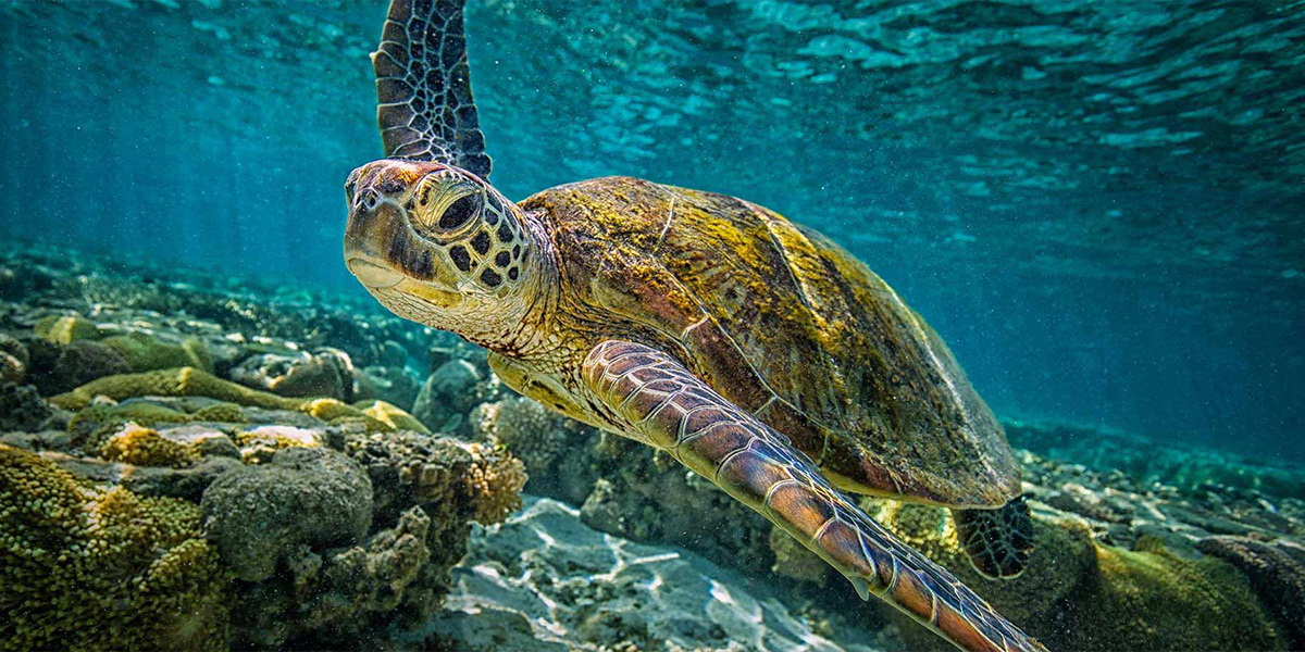 Hikkaduwa Turtle Snorkeling Sri Lanka Beach