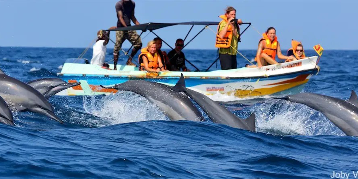 Kalpitiya Dolphin Watching Sri Lanka