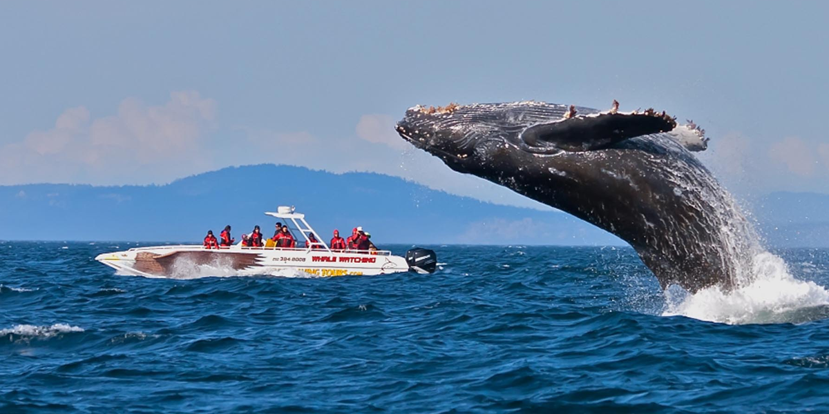 Mirissa Whale Watching Tour Sri Lanka