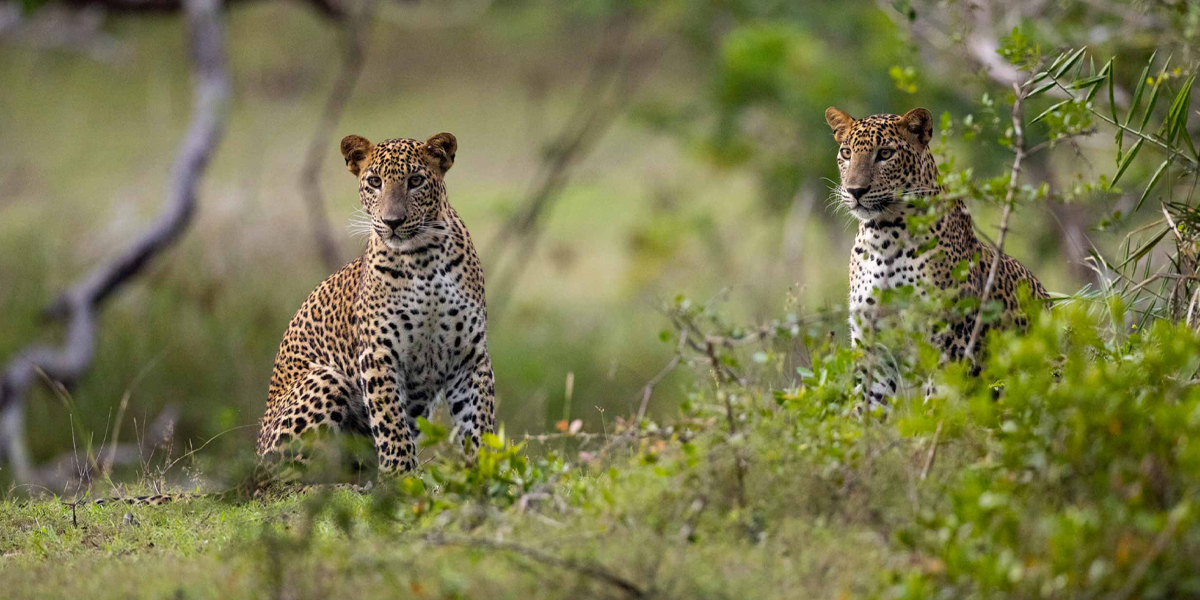 Wilpattu
