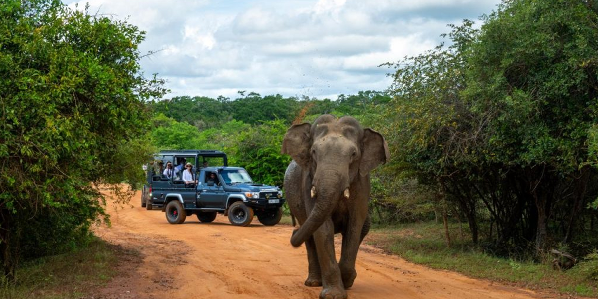 Yala National Park Safari Jeep